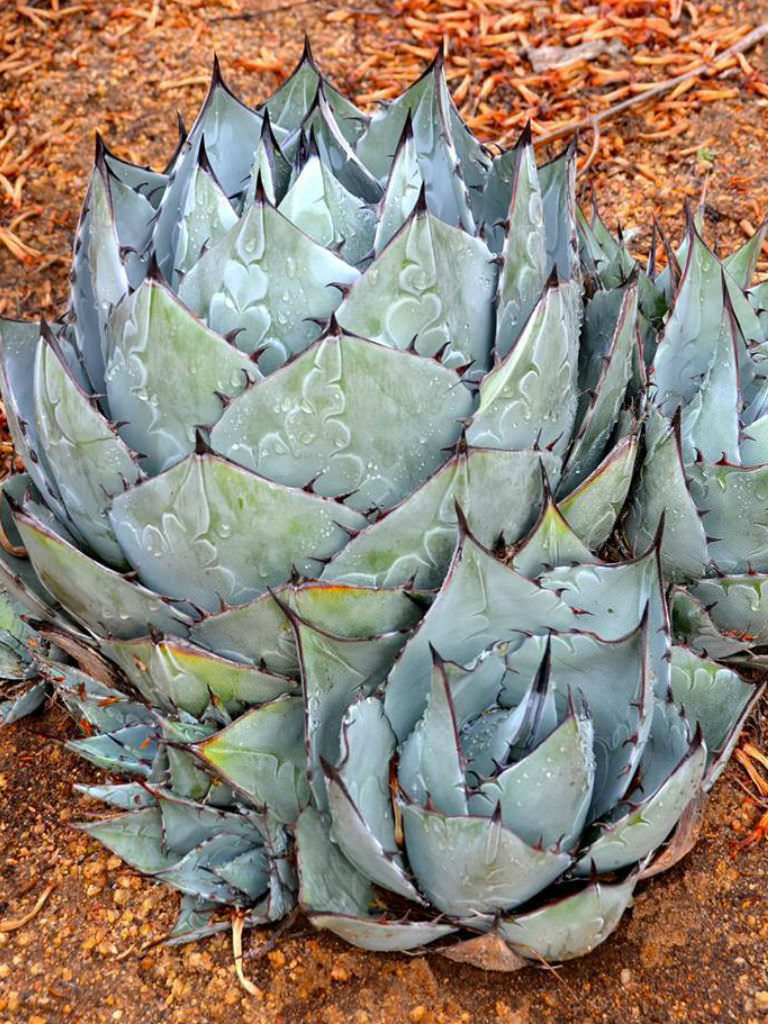 Agave Parrasana currently in a 6" container 