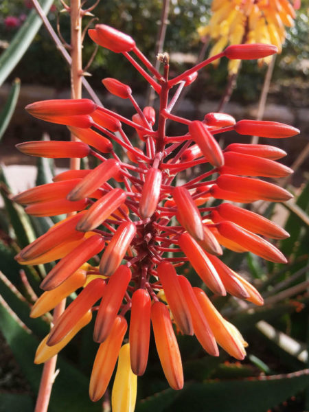 Aloe 'AJR' - World of Succulents