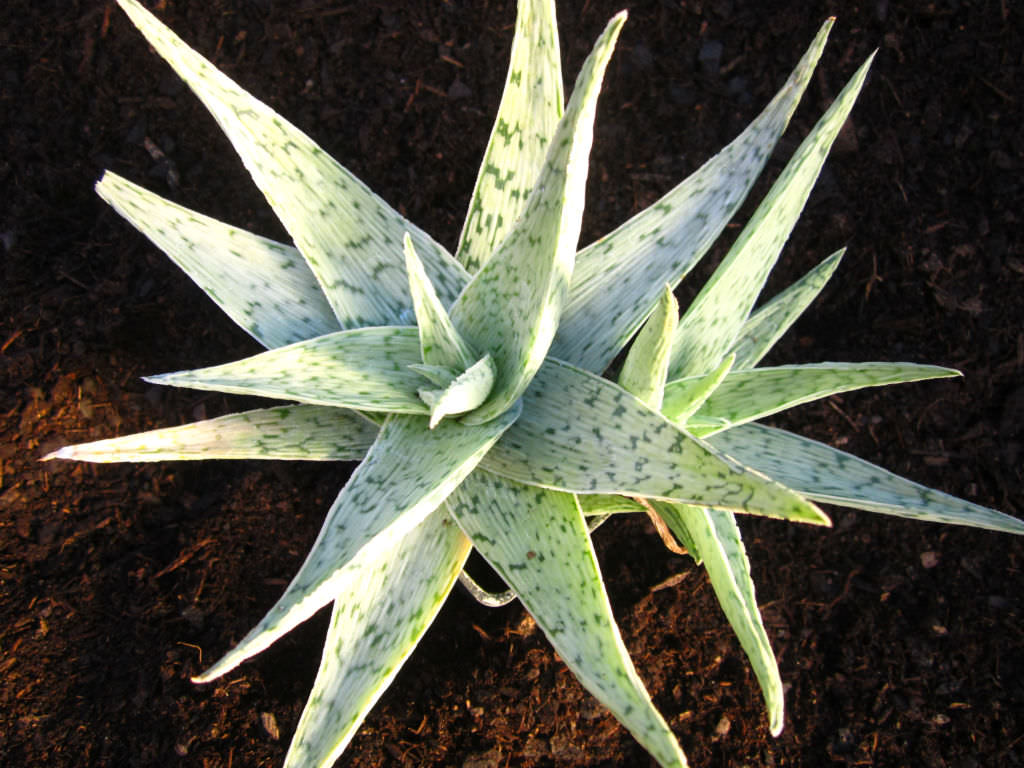 Aloe 'Quicksilver'