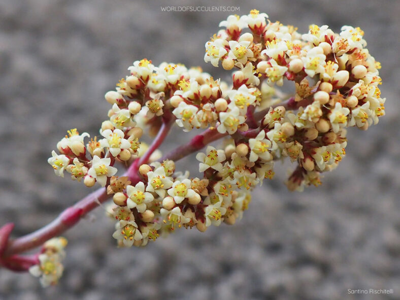 Flower cluster of Crassula perforata, commonly known as String of Buttons