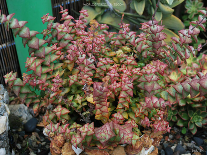 Crassula perforata, commonly known as String of Buttons