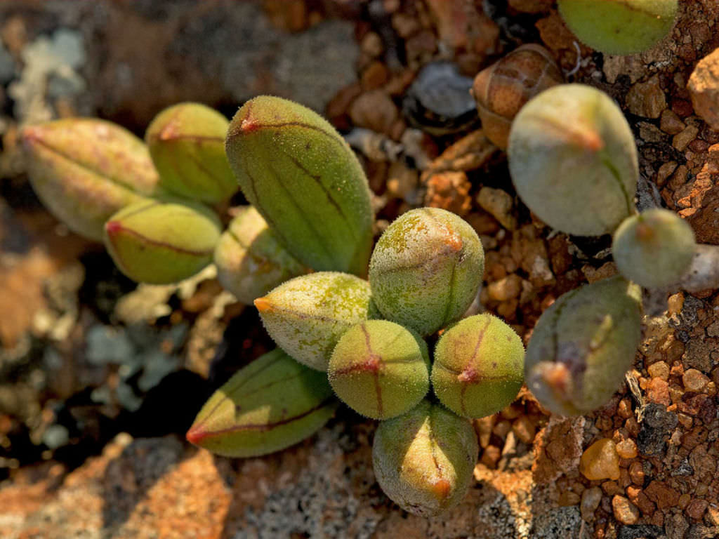 Curio sulcicalyx aka Senecio sulcicalyx