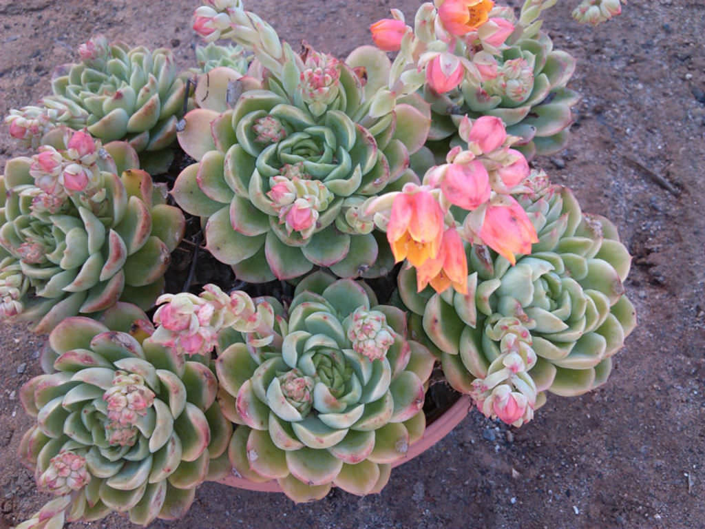 Echeveria 'Lime n' Chile' aka Echeveria 'Lime n' Chili'