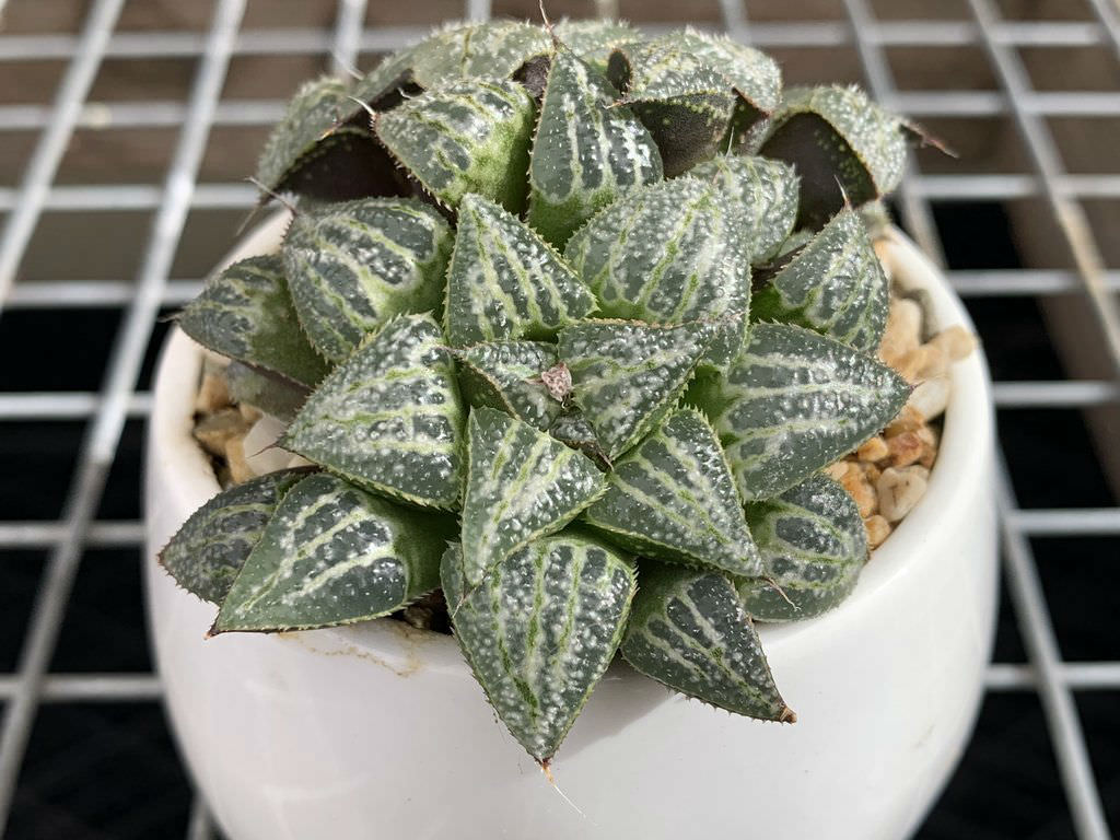 Haworthia 'Snow Scene' aka Haworthia 'Yuki Keshiki'