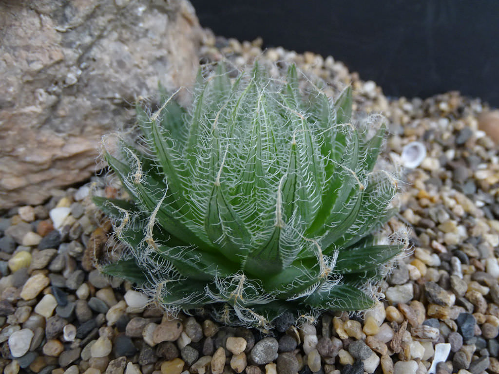 Haworthia bolusii