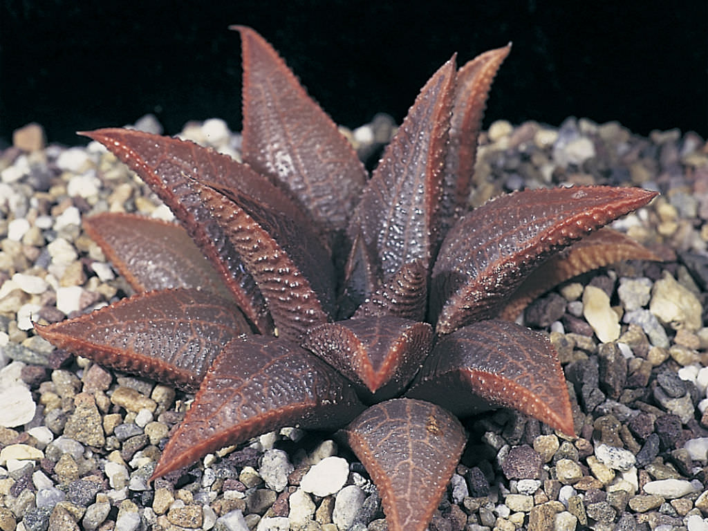 Haworthiopsis koelmaniorum