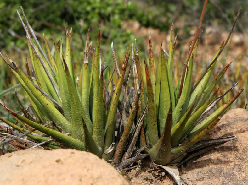Haworthiopsis longiana aka Haworthia longiana