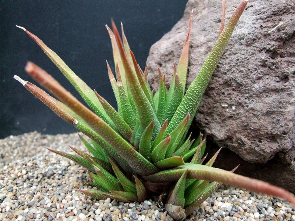 Haworthiopsis longiana aka Haworthia longiana