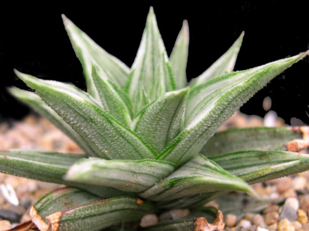 Haworthiopsis tortuosa 'Variegata' aka Haworthia tortuosa 'Variegata'