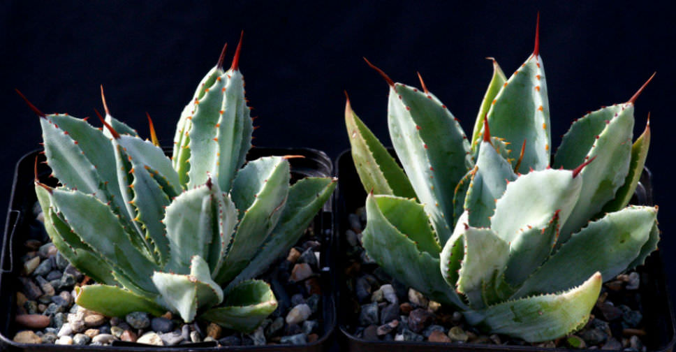 Agave potatorum 'Cubic' - World of Succulents