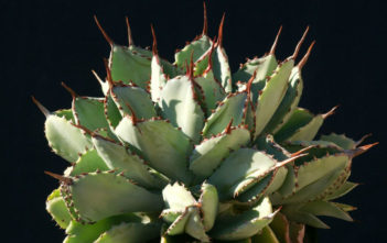 Agave potatorum 'Cubic' Agave potatorum 'Cubic' aka Agave 'Cubic'