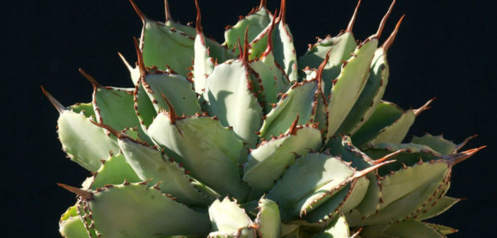 Agave potatorum 'Cubic' - World of Succulents