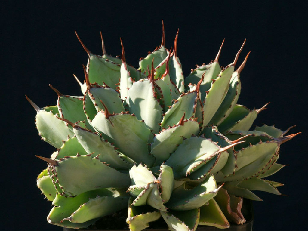 Agave potatorum 'Cubic' aka Agave 'Cubic'