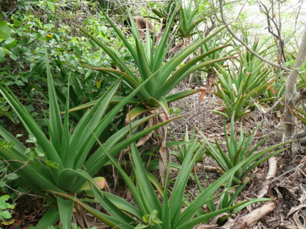 Aloe pembana (Pemba Aloe)