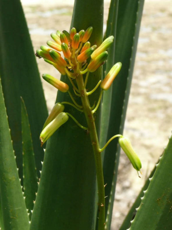 Aloe pembana (Pemba Aloe)