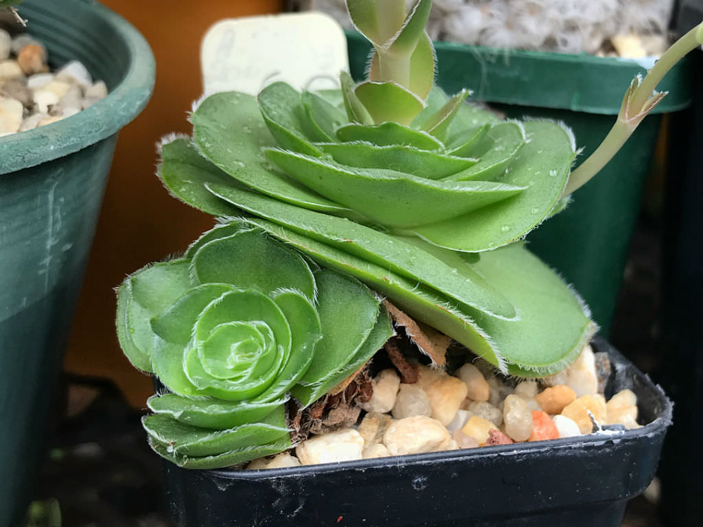 Crassula 'Roger Jones'