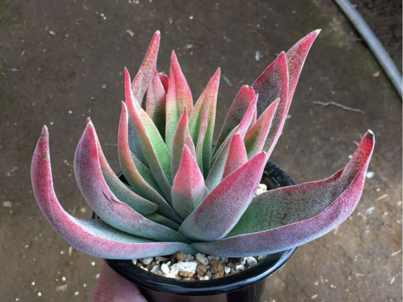 Crassula 'Ruby Lotus'