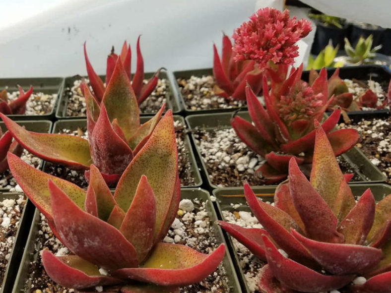 Crassula 'Ruby Lotus'