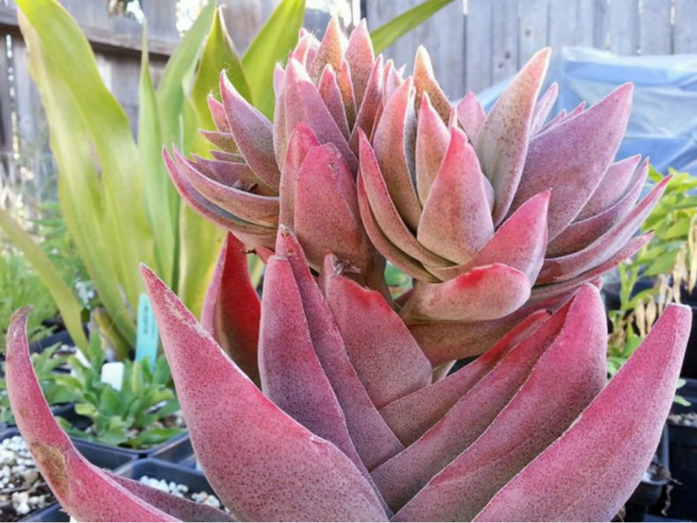 Crassula 'Ruby Lotus'