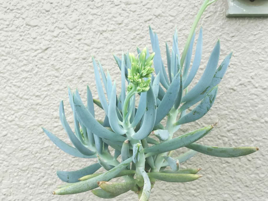 Curio ficoides (Big Blue Chalk Sticks) aka Senecio ficoides