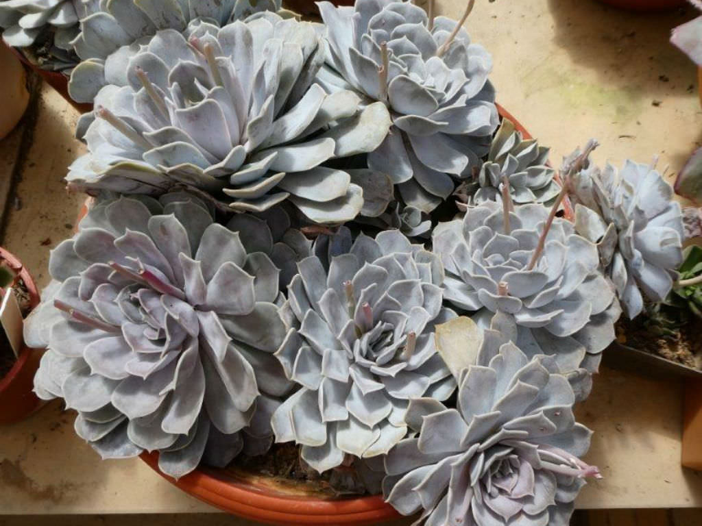 Echeveria 'Lilac Dream'