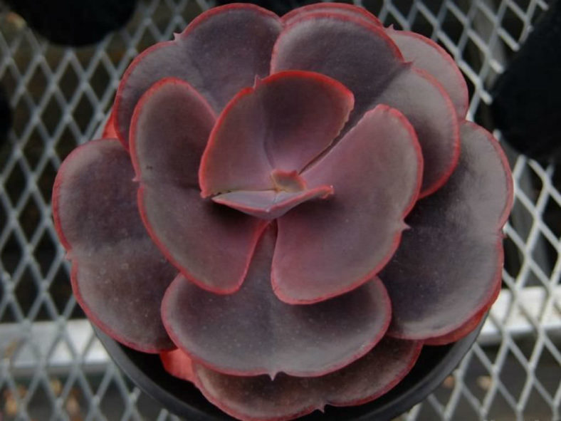 Echeveria 'Valentine'