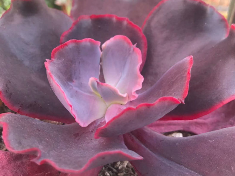 Echeveria 'Valentine'