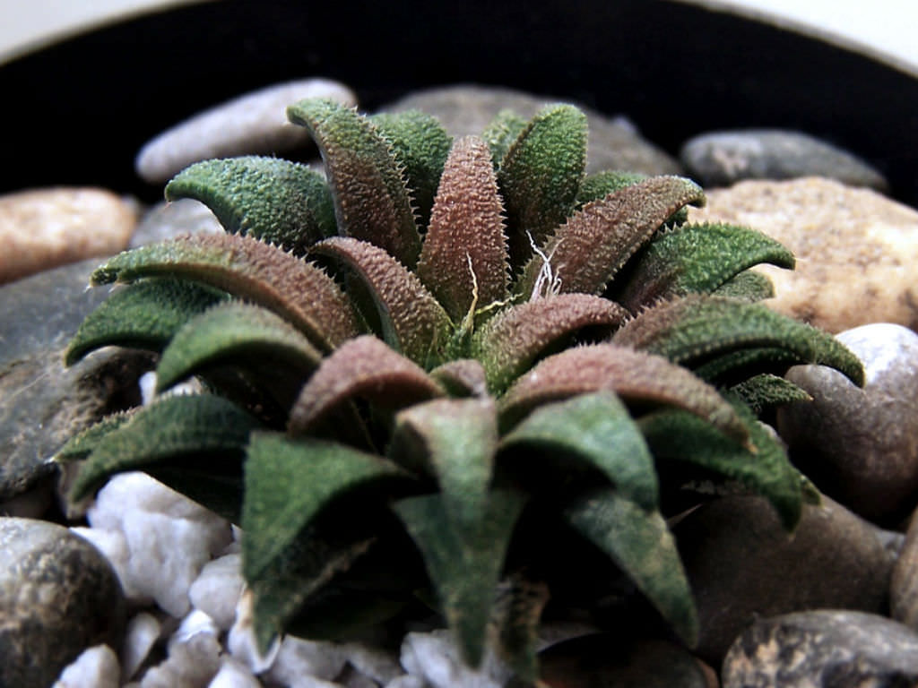 Haworthia parksiana