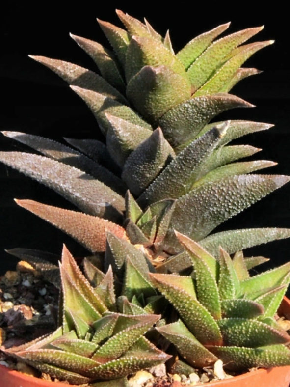 Haworthiopsis ×pseudorigida aka Haworthia tortuosa var. pseudorigida