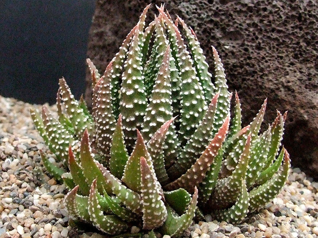 Tulista pumila (Pearl Plant) aka Haworthia pumila