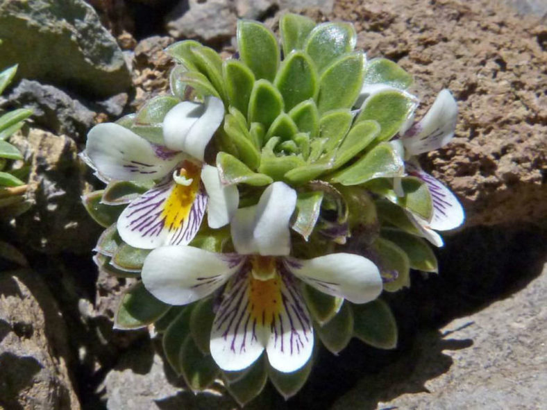 Viola dasyphylla