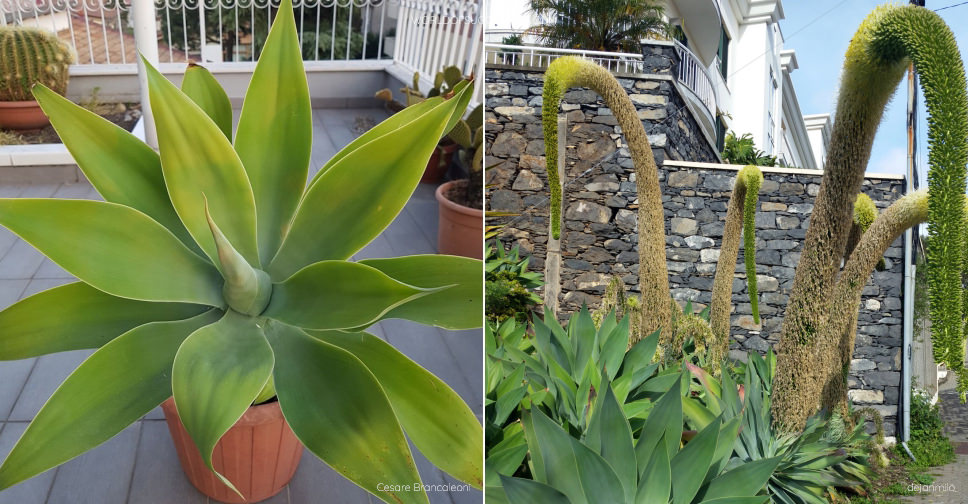 Agave attenuata (Fox Tail Agave) - World of Succulents