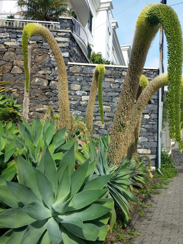 Agave attenuata, commonly known as Fox Tail Agave