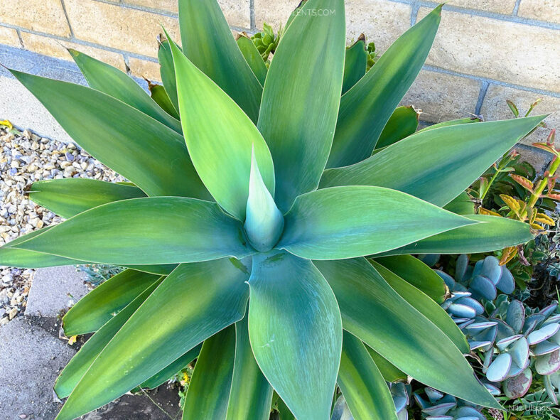 Agave attenuata, commonly known as Fox Tail Agave