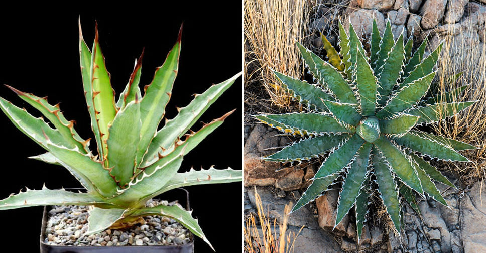 Agave Xylonacantha (Saw Leaf Agave) - World Of Succulents