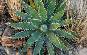 Agave xylonacantha (Saw Leaf Agave) Agave xylonacantha (Saw Leaf Agave)