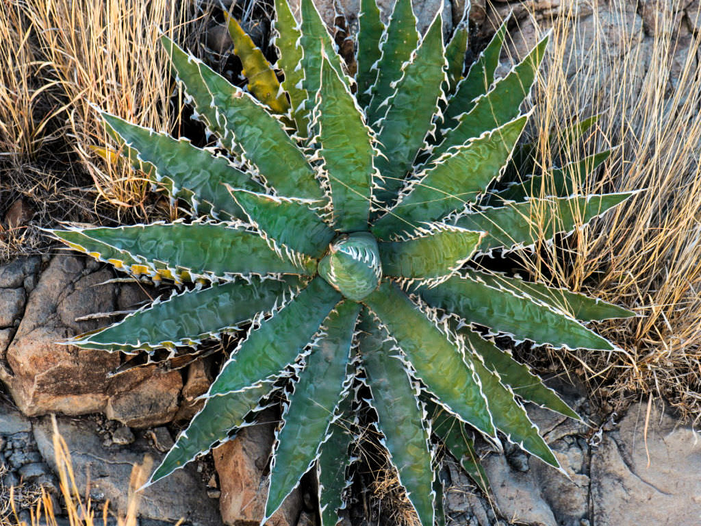 Agave xylonacantha (Saw Leaf Agave)