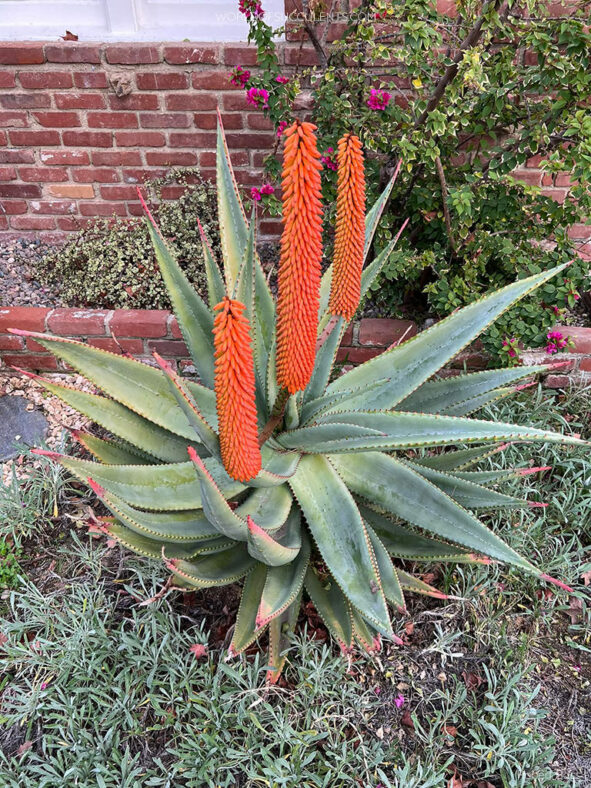 Aloe ferox, commonly known as Cape Aloe or Bitter Aloe