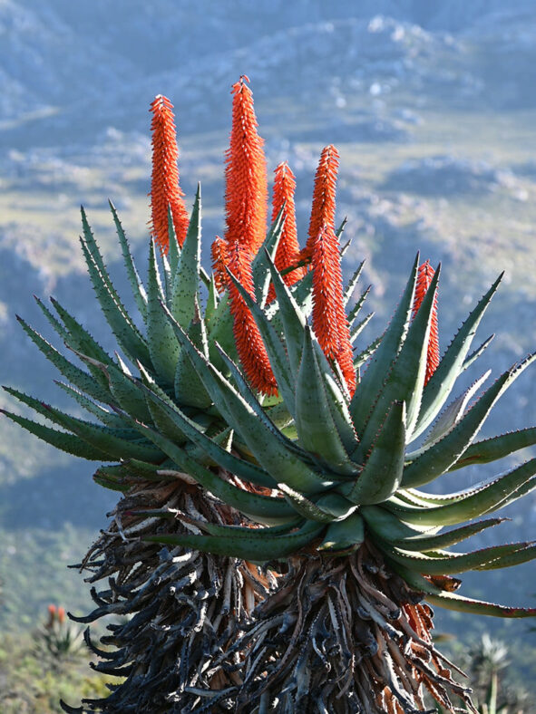 Aloe ferox, commonly known as Cape Aloe or Bitter Aloe