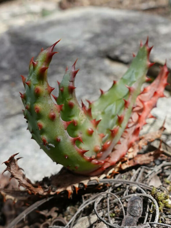 Baby plant of Aloe ferox, commonly known as Cape Aloe or Bitter Aloe