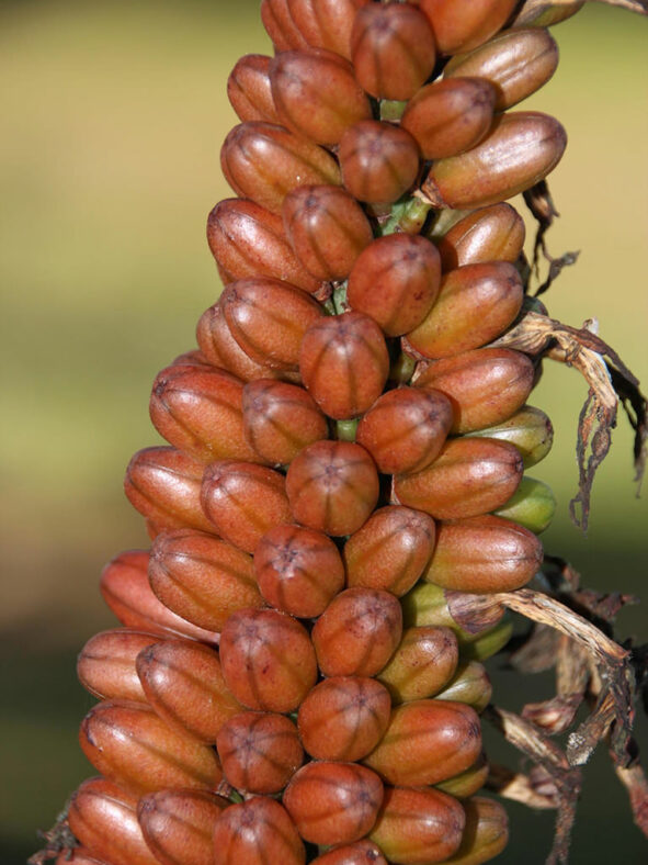 Seed pods of Aloe ferox, commonly known as Cape Aloe or Bitter Aloe