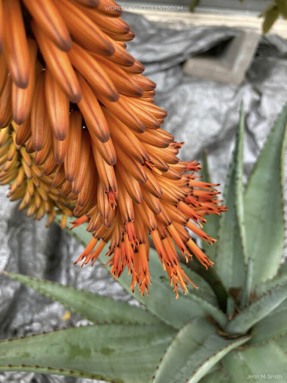 Flowers of Aloe ferox, commonly known as Cape Aloe or Bitter Aloe