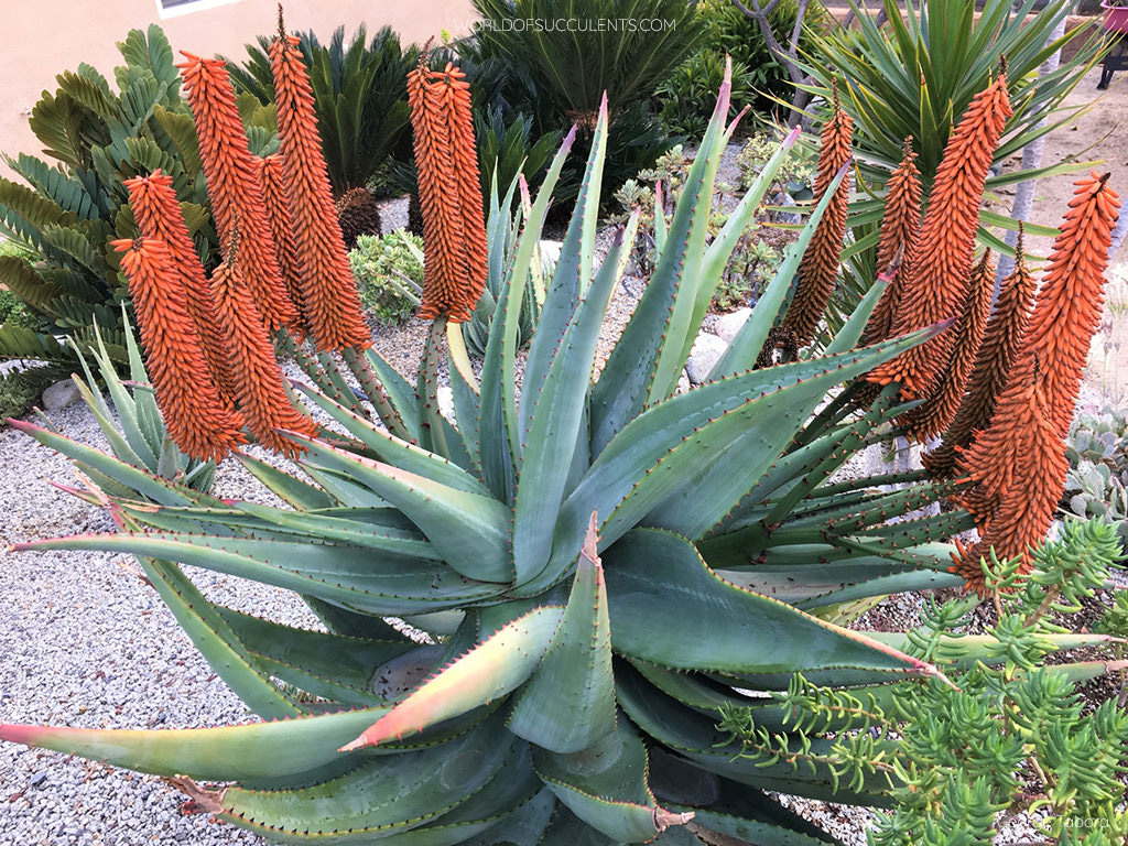 Aloe ferox, commonly known as Cape Aloe or Bitter Aloe