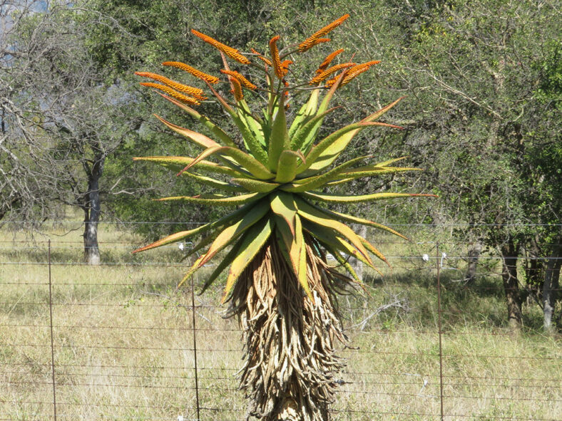 A mature plant in bloom in its habitat. Aloe marlothii, commonly known as Mountain Aloe