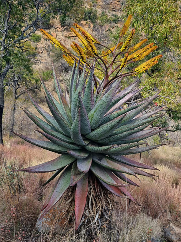 Aloe marlothii, commonly known as Mountain Aloe