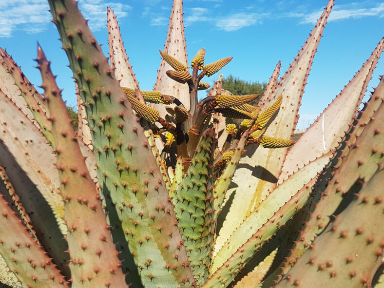 Aloe marlothii, commonly known as Mountain Aloe