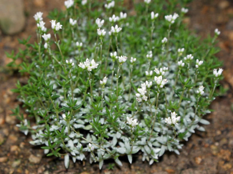 Crassula biplanata