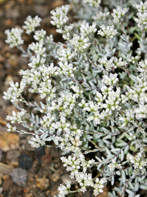 Crassula biplanata