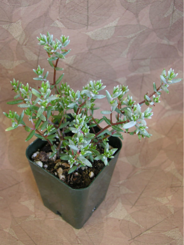 Crassula biplanata