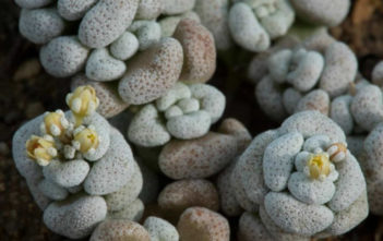 Crassula corallina subsp. macrorrhiza Crassula corallina subsp. macrorrhiza